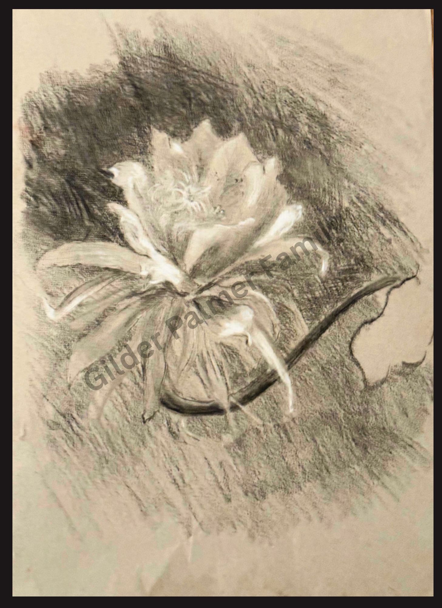 Charcoal Sketch — Water Lily