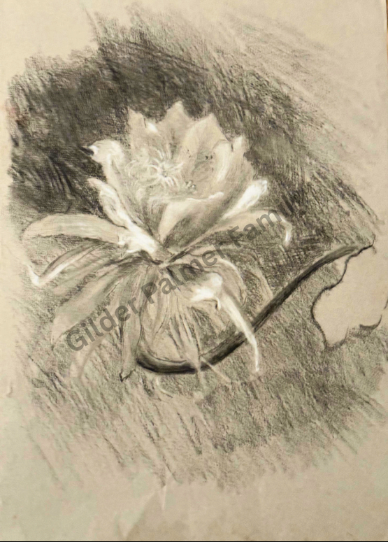 Charcoal Sketch Water Lily